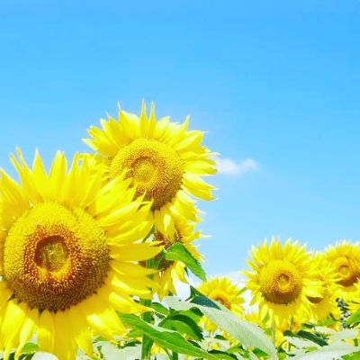 Pococha(ポコチャ)