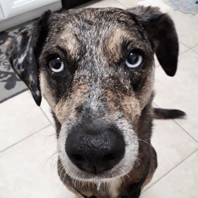 犬のトレーニング関連ブログ