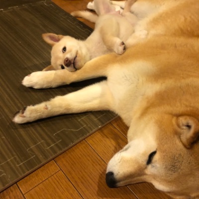 チャイとラテ&more