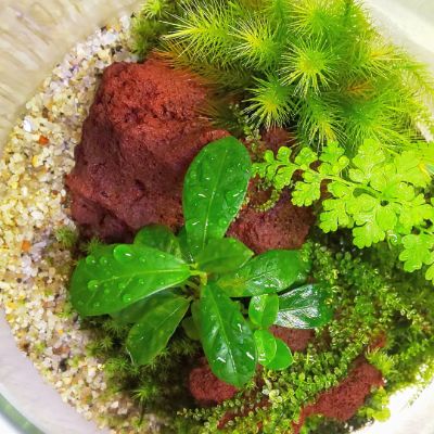 店内苔テラリウム ワークショップご予約コチラ