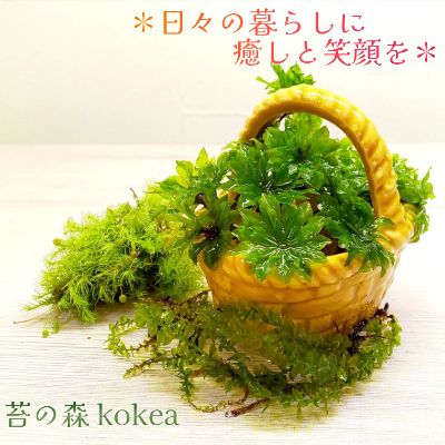 オンラインStore