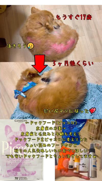 ピッコロ(低脂肪のドックフード🐶)