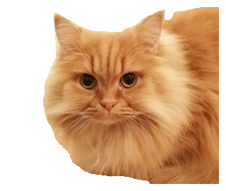 NEKONOKOの社長猫のソラのinstagram