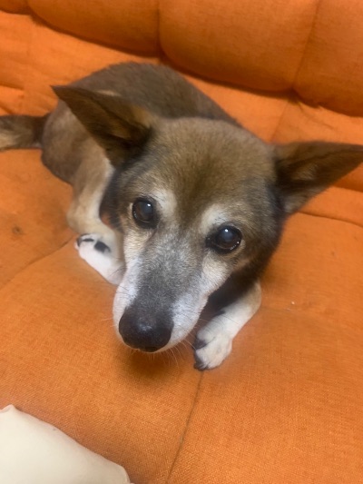 愛犬くっくんお参り