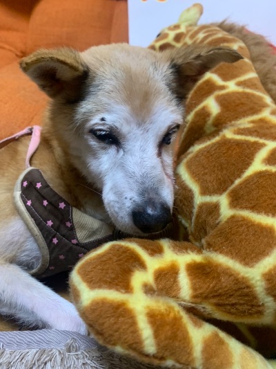 愛犬なっちお参り