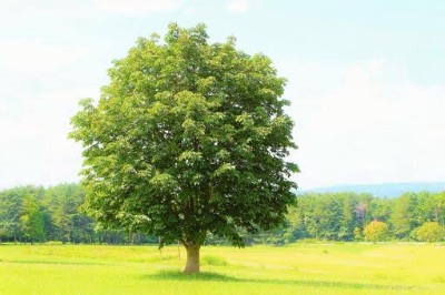 生命の樹カウンセリングについて