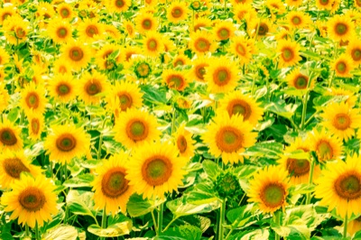 Lightroomプリセット無料配布中！