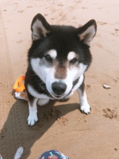 Instagram さくらとさんぽ