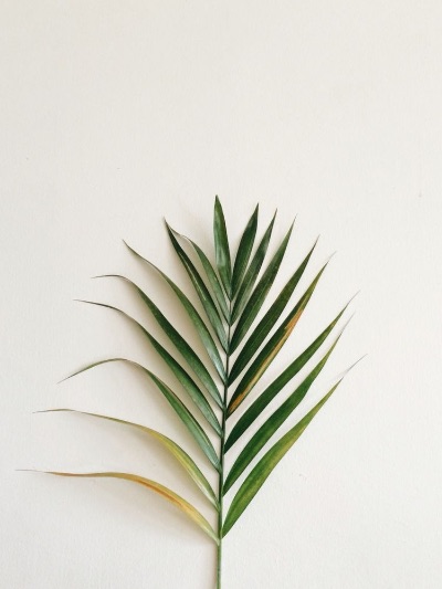 Online shop 🌿