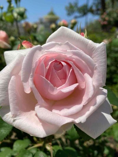 あなたの背中を押すブログ （はてなブログ）