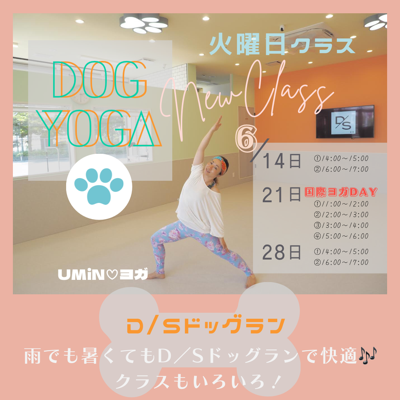 ▼！NEW！D／Sドッグランdeドッグヨガ　▼