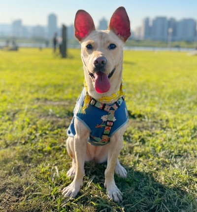 Dog daughter🐶Bonjour