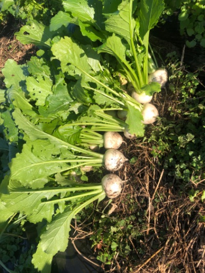 ゆいのオーガニック野菜