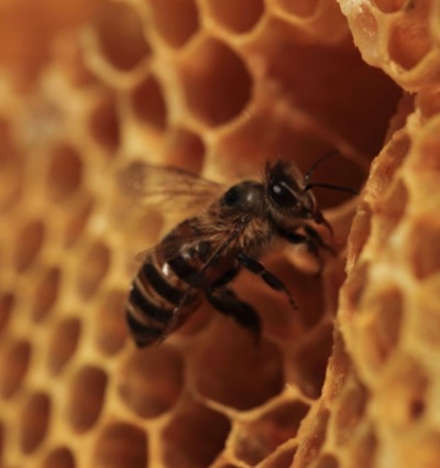 たねとみつばち　土と太陽　HP