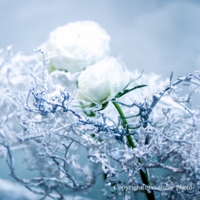 ポートフォリオ