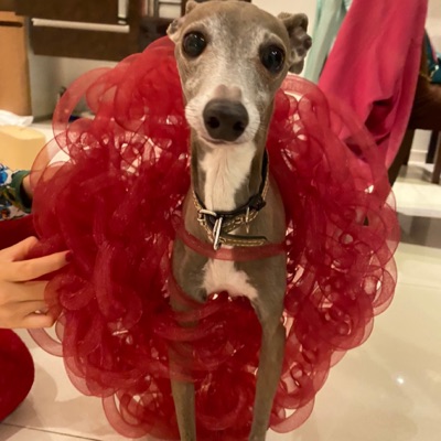 うちのわんこたち