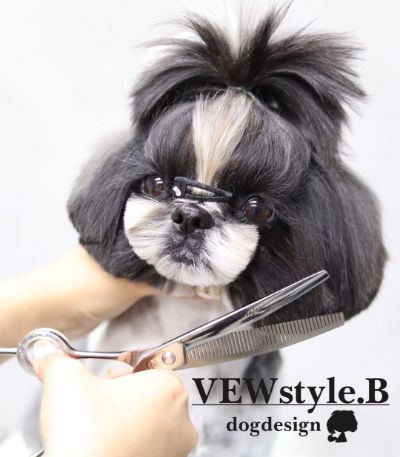 後藤 和可菜　　 VEWstyle.B  dogdesign