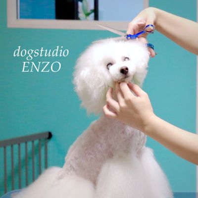 内山 亜梨沙 　dogstudio ENZO