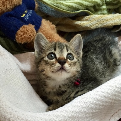 🌏異国で子どもを育てるということ【必読】