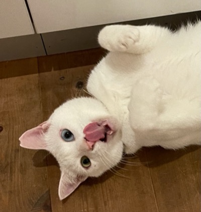 次女・ひめ♀との馴れ初め