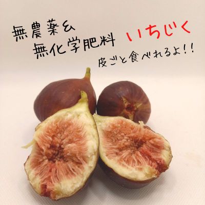 農薬不使用の野菜・果物の販売