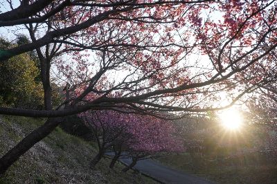 アートジーン Artgene  Japanese
