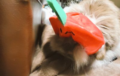 スポンサー募集