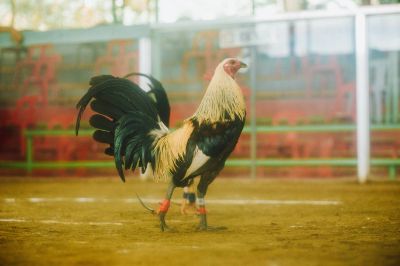 SABUNG AYAM ONLINE