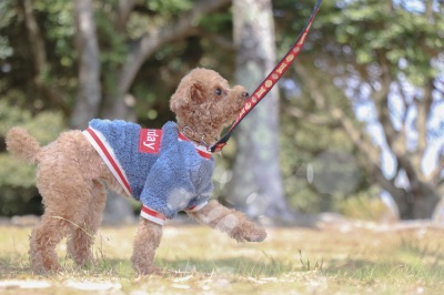 里親募集中の子たち一覧