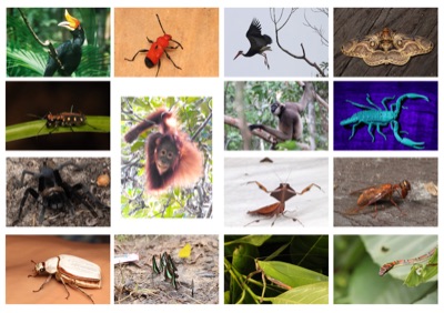 イベントへのお申込みはこちら