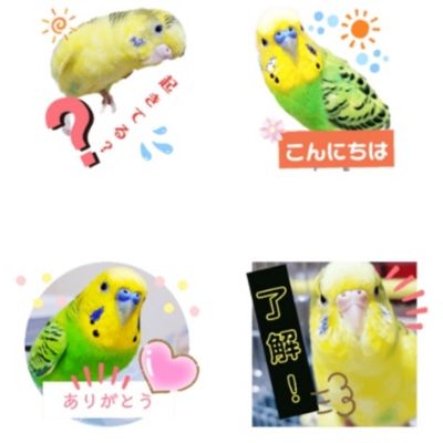 インコの日常スタンプ