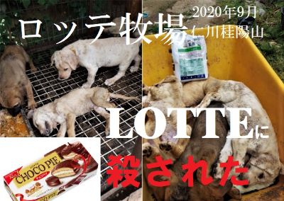【重要情報】Lotteロッテ所有地不法犬肉農場についての詳細