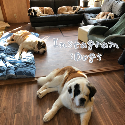 Instagram:Dogs