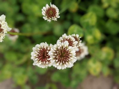 アメーバブログ