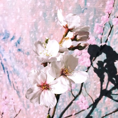 ✦ 公式サイト