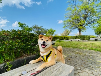 アイドル❣️看板犬まりちゃん専用Instagram✨