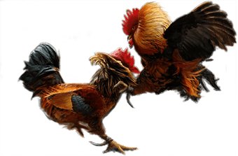 Agen Sabung Ayam Online