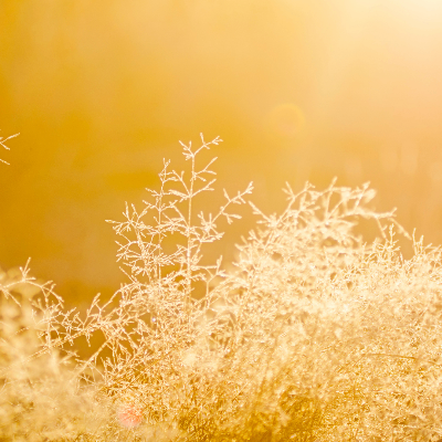 ✿今月のキャンペーン✿