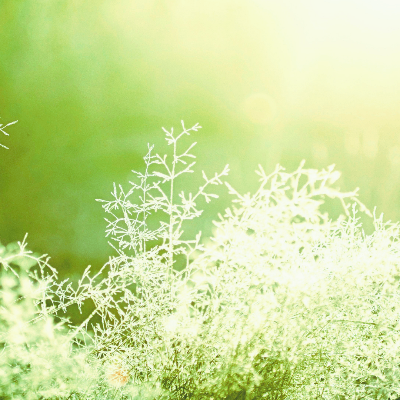 ✿ご予約案内✿