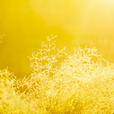 ✿アロマコース紹介✿