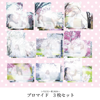 桜ブロマイド3枚入り