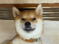 愛犬のXアカウントです