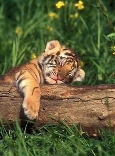 あちゃ🐯ྀི🐾のミクチャ