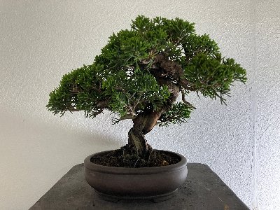 盆栽コーナー