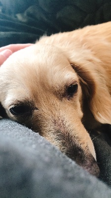 ピースワンコジャパン(保護犬支援)