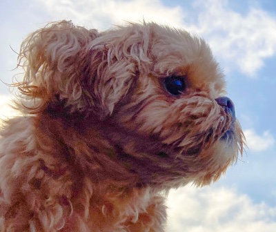 profile icon