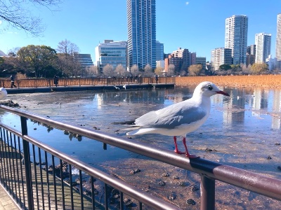 X(Twitter) @chiq_bird