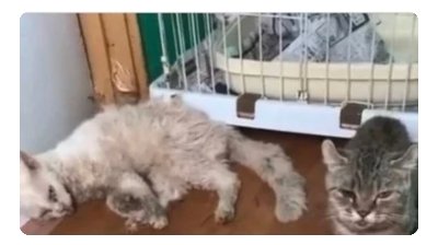 【オンライン署名・継続中】 『猫殺し』劣悪繁殖屋に停止処分を！  want to kill sick cats or stop scary breeders who reproduce in sick cat ご報告≫未だ所有猫はゼロにはなっていないようです。 動物取扱業第一種が剥奪となっても、闇で繁殖・販売する懸念を打ち消す事は出来ません(続きを進捗でご覧ください) 
