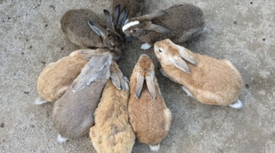 大久野島のうさぎ達を守るため、意見を届けてください
