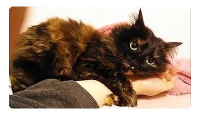 【オンライン署名】ペット医療過誤死亡事件！！ 飼主からの不安症状報告や全身検査要求を無視し、杜撰な診療を続けて愛猫を悶死に至らしめた獣医師への抗議署名運動 【medical malpractice】  